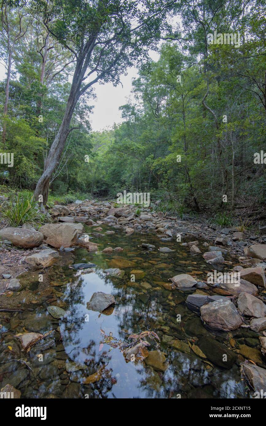 Ein kleiner, offener Wasserbereich spiegelt die hohen einheimischen Bäume wider, die diesen Teil des Way Way Creek im Yarriabini National Park in NSW, Australien, säumen Stockfoto