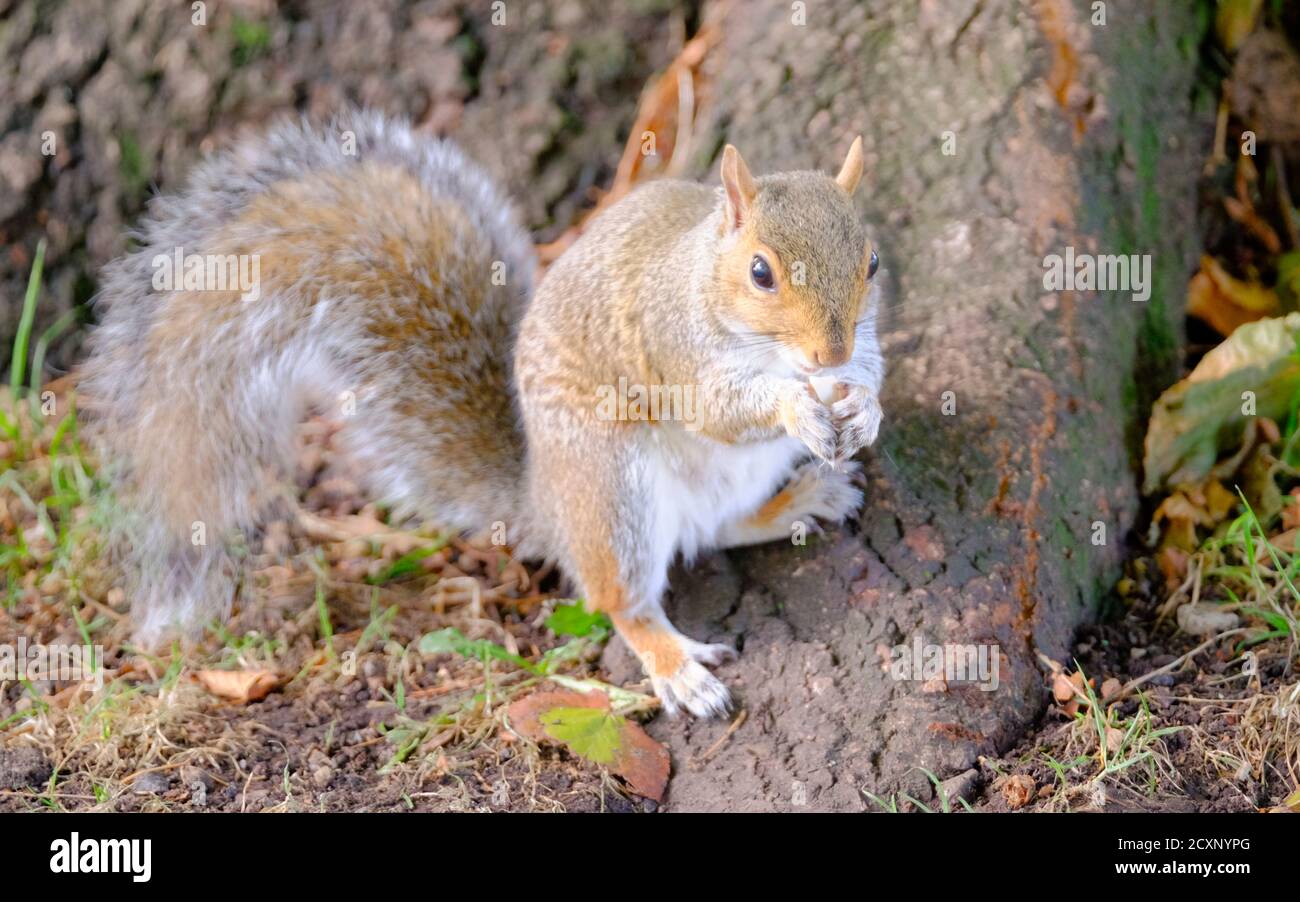 Brandon Hill Park, Bristol, Großbritannien. Oktober 2020. Ein Eichhörnchen ernährt sich in Brandon Hill an einem sonnigen Herbsttag. Kredit: JMF Nachrichten/Alamy Live Nachrichten Stockfoto