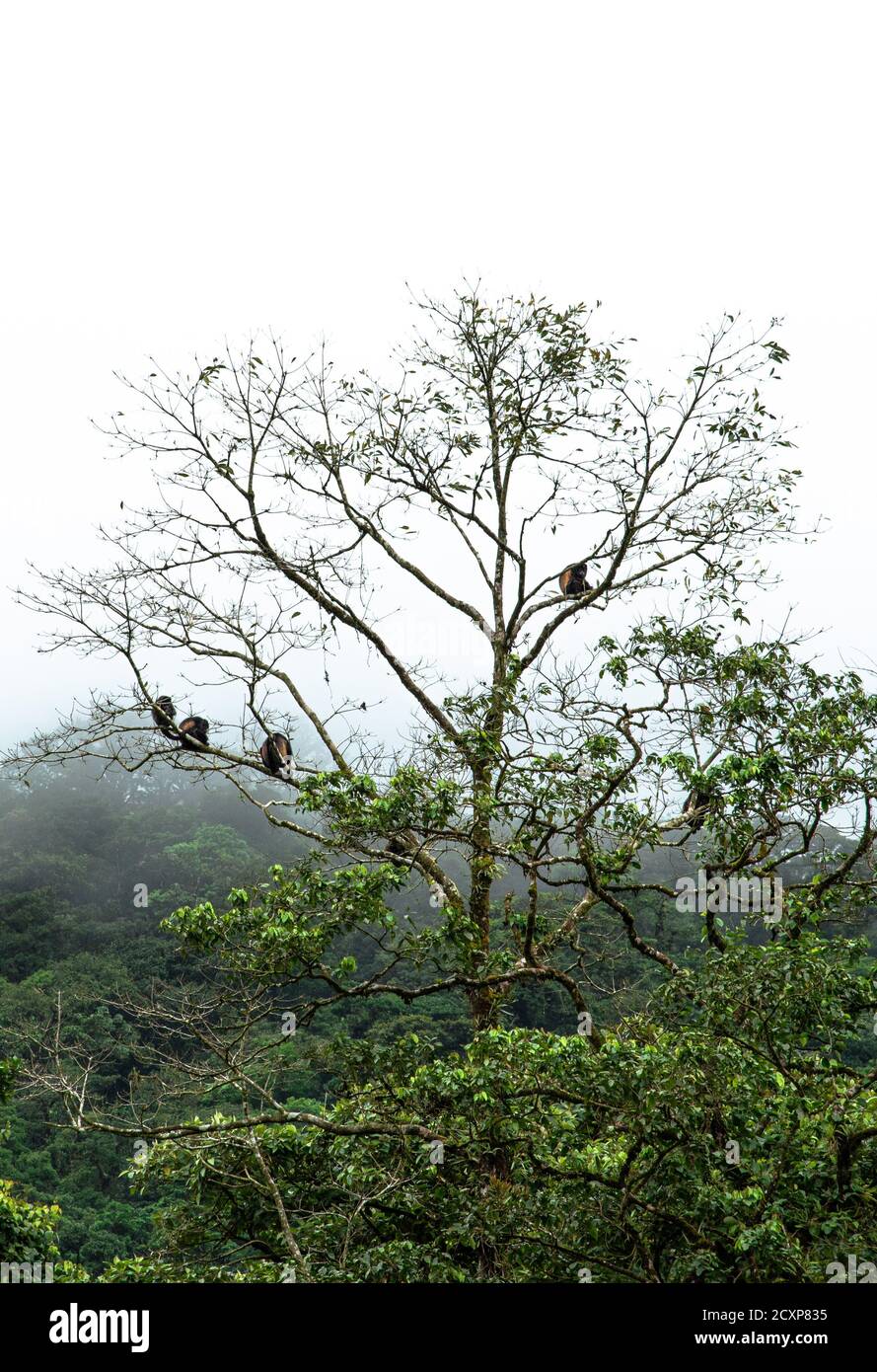Alouatta palliata mangelbter Brüller goldgelbter heulender Affenfamilie in costa rica auf einer Baumkrone in einem Regenwald in mittelamerika Stockfoto