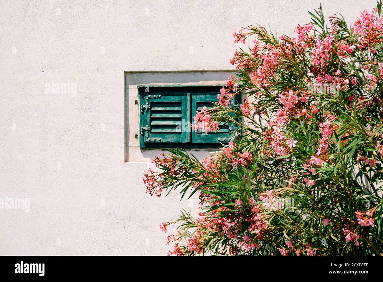 Oleander Busch während der Blüte an einer weißen Wand mit einem Fenster mit grünen Fensterläden. Stockfoto