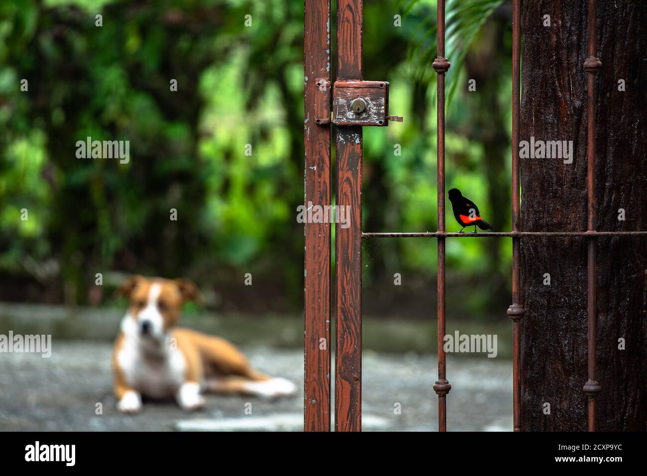 Frech Vogel, lustig Cherries Tangager provoziert Bewachungshund, der auf rostigen Eisentor sitzt, Ramphocelus passerinii costaricensis, scharlachrote Tangare Stockfoto