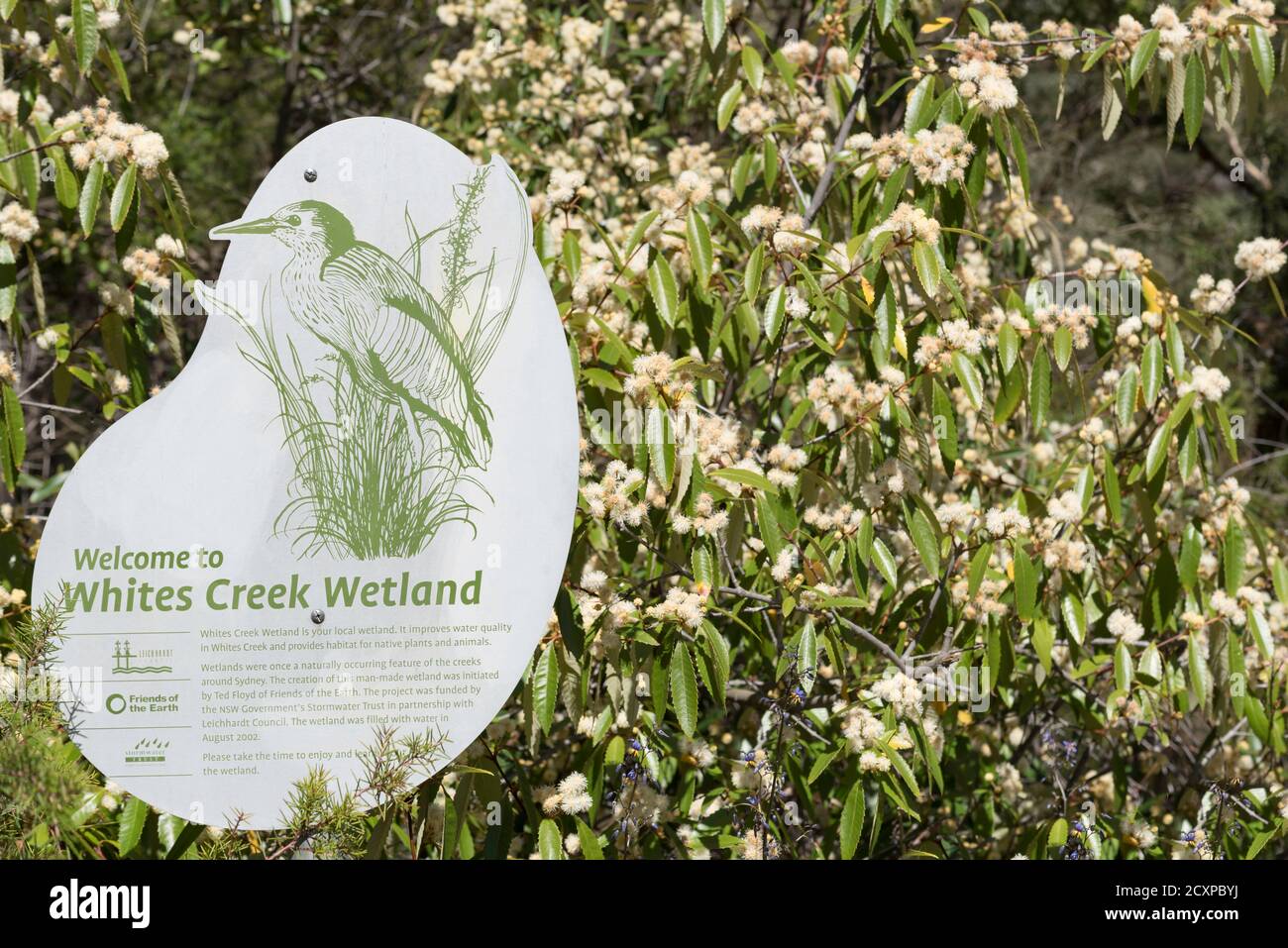 White's Creek Wetland leitet Sturmwasser in einheimische Pflanzen ab Teiche, die überschüssigen Stickstoff fangen und bieten einen Lebensraum für Einheimische Wildtiere Stockfoto