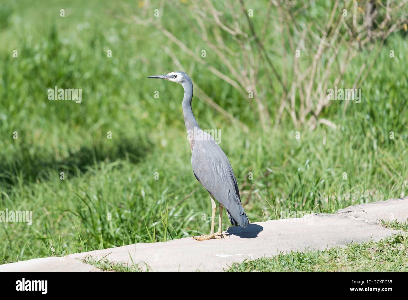 Weißstirnreiher (Egretta novaehollandiae) oder Weißstirnreiher steht in einem lokalen Annandale Park neben dem White's Creek Wetland. Stockfoto