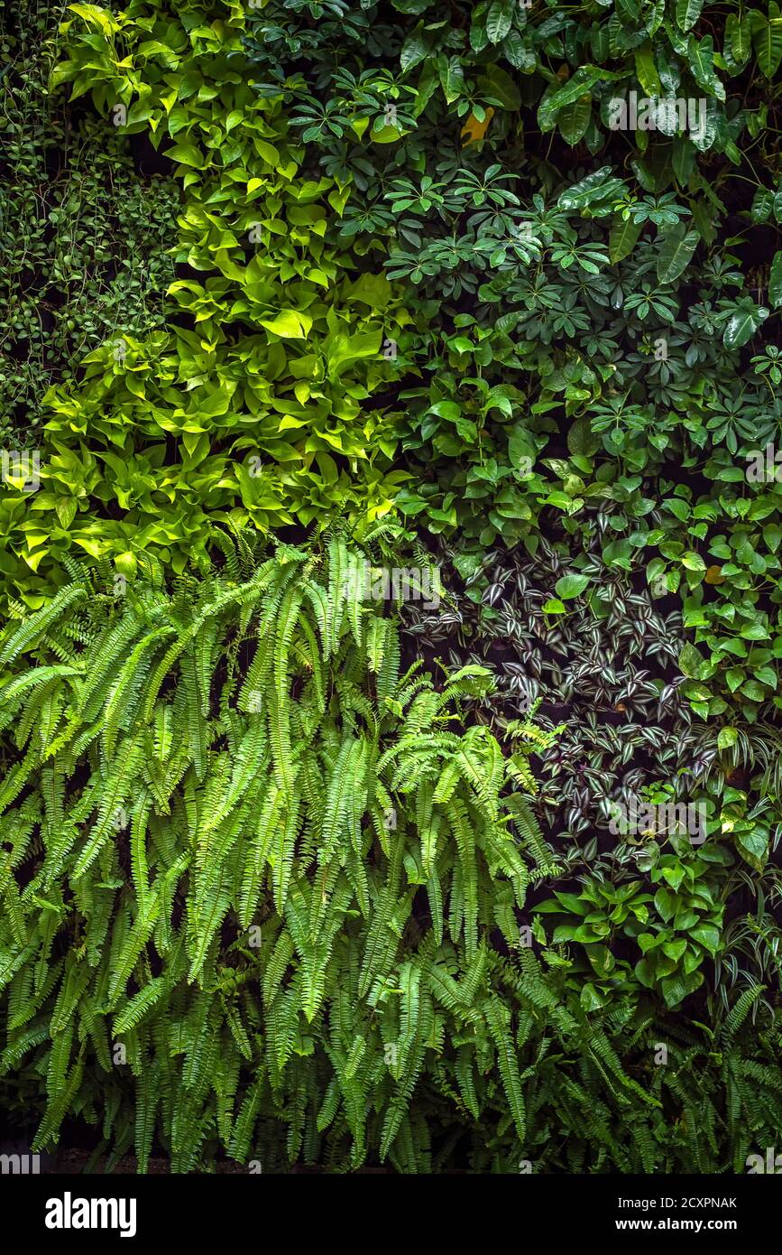 Natürliches Blatt grünen Hintergrund . Stockfoto