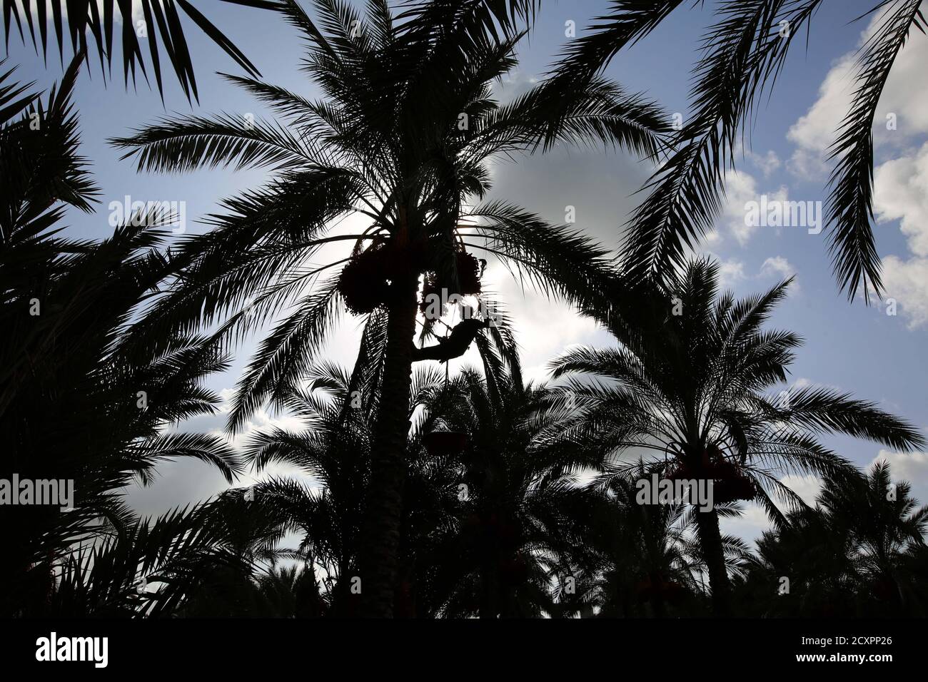 Deir AlBalah, Der Gazastreifen, Palästina. Oktober 2020. Ein