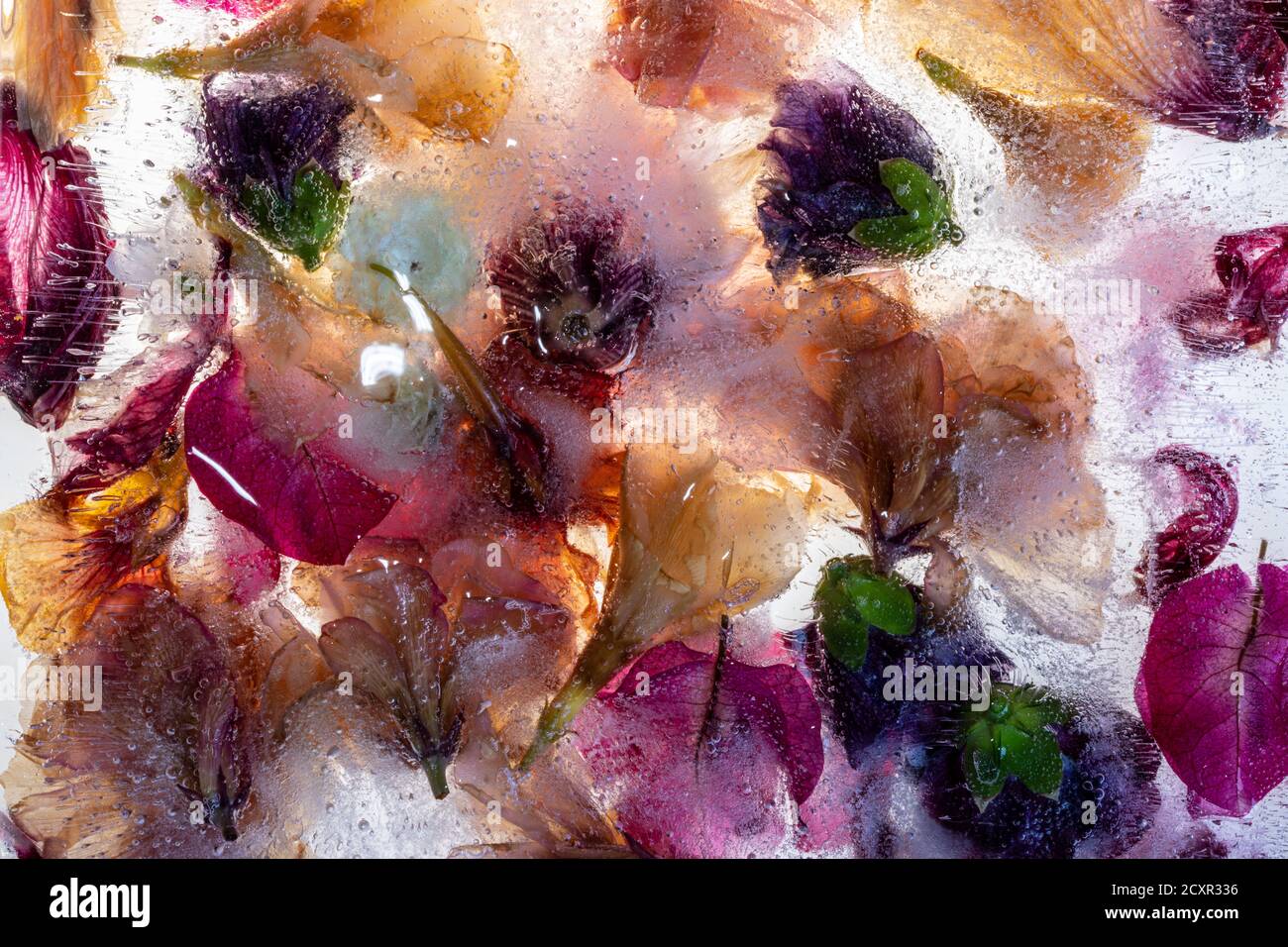 Gefrorene Blüten im Eis Stockfoto