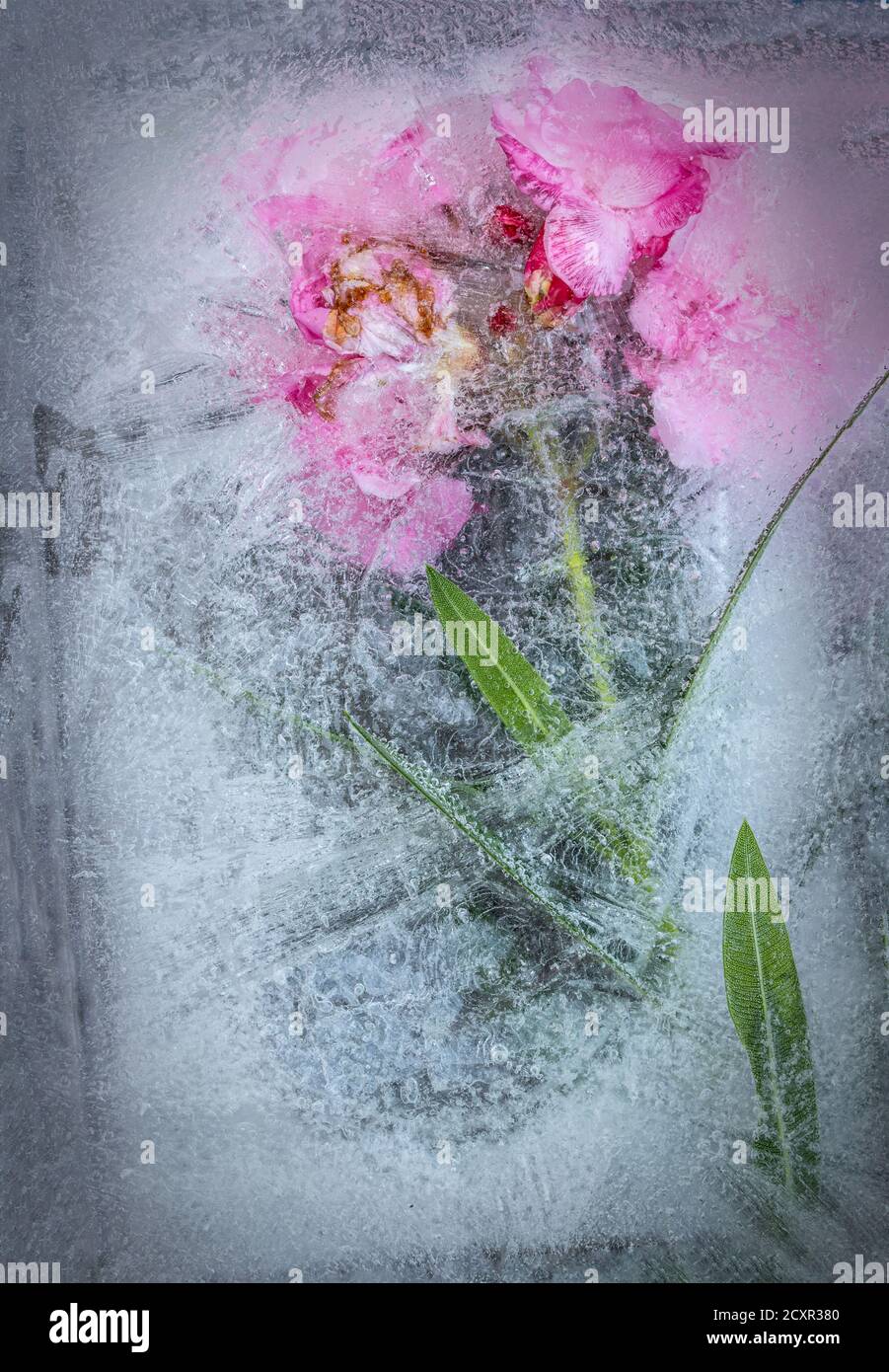 Gefrorene Blüten im Eis Stockfoto