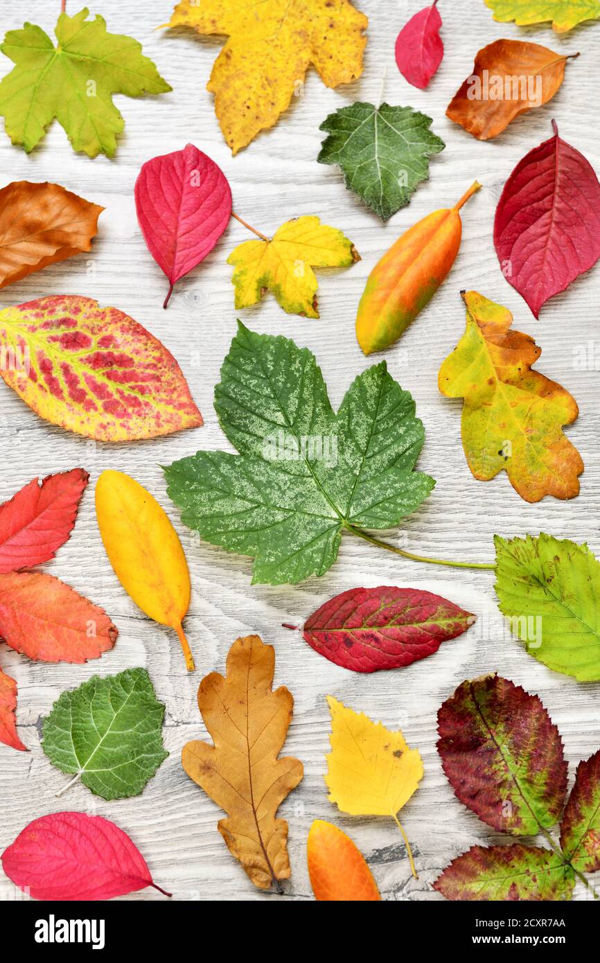 Blätter im Herbst Stockfoto