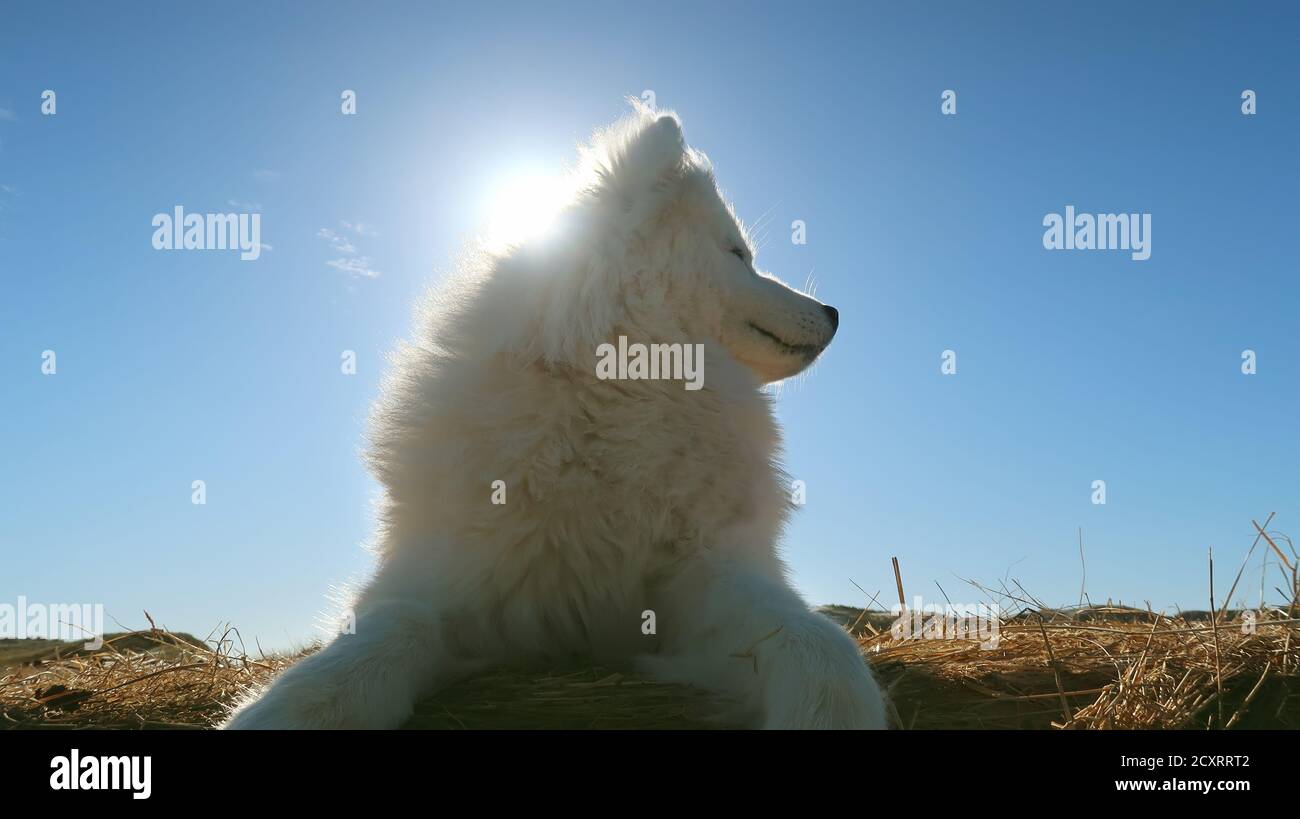 samoyed Hund Porträt von Gegen die Sonne Stockfoto