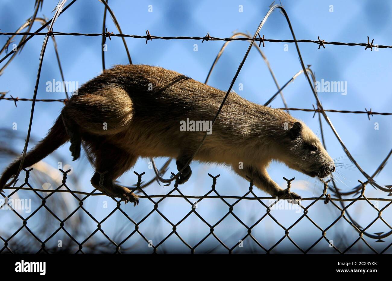 Banana Rat Stockfotos und -bilder 