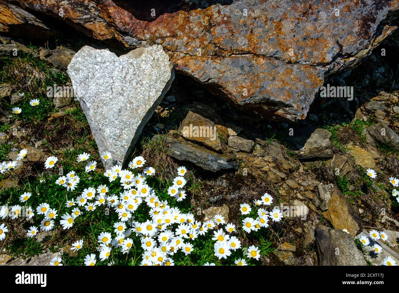 Herzförmiger Stein und Blumen in den Schweizer Alpen Stockfoto