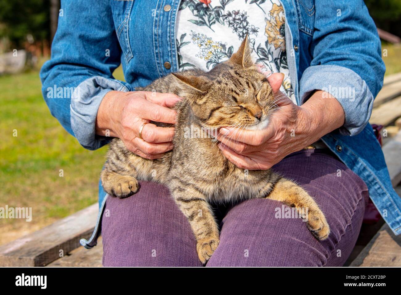 Die Hände einer älteren Frau streicheln eine gestromte Katze, die vor Freude schielt. Stockfoto