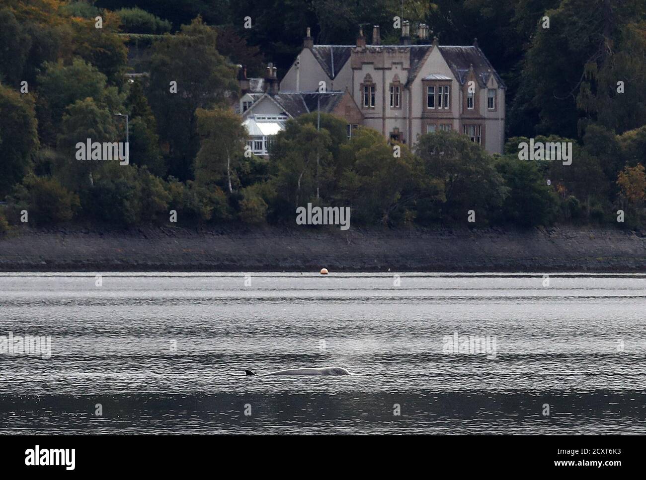 Ein nördlicher Engpass-Wal in der Nähe von HMNB Clyde bei Faslane im Gare Loch. Retter von British Divers Marine Life Rescue Medics (BDMLR) nutzen Boote, um eine Schar nördlicher Engpass-Wale aus Loch Long zu holen, weil sie besorgt sind über die möglichen Auswirkungen der Übung Joint Warrior, einer wichtigen internationalen militärischen Übung, die für das Gebiet geplant ist, Da Wale besonders empfindlich auf Unterwassergeräusche reagieren. Stockfoto