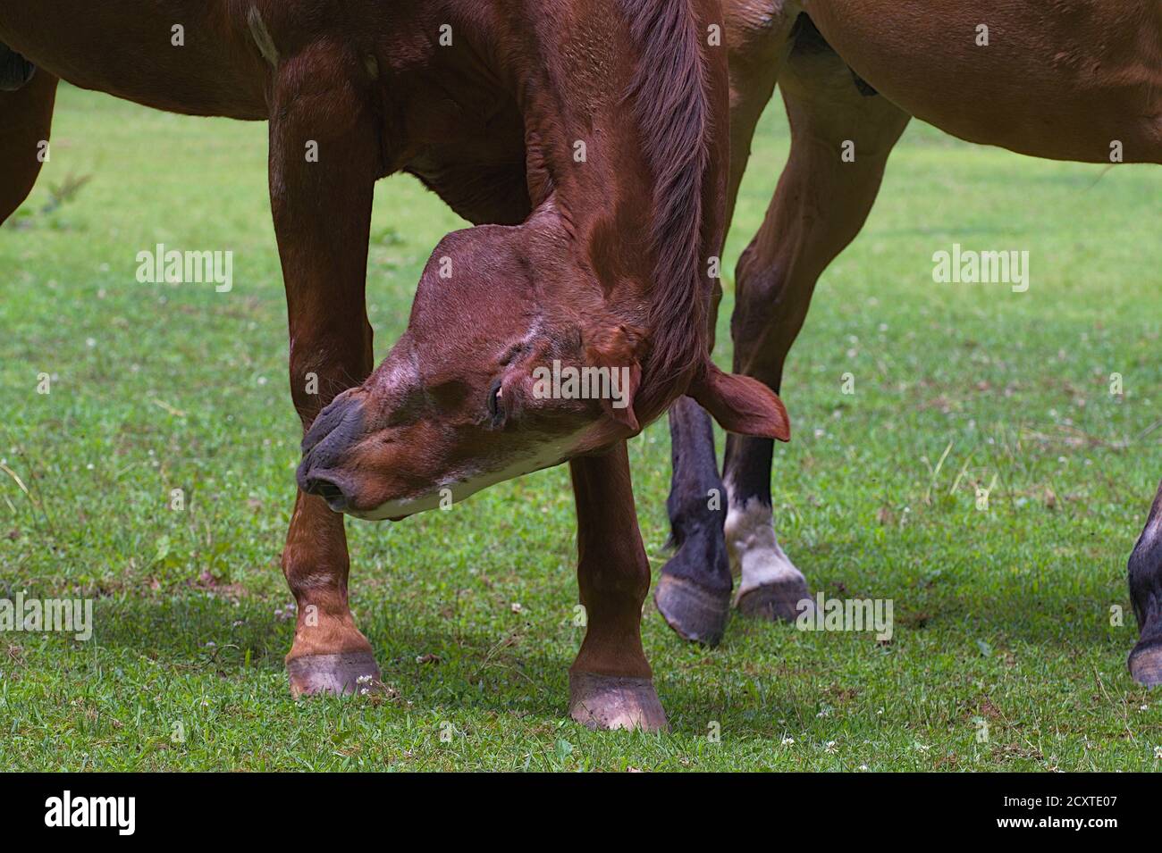 Nahaufnahme des Kopfes des Pferdes, das den Kopf am Bein reibt Stockfoto