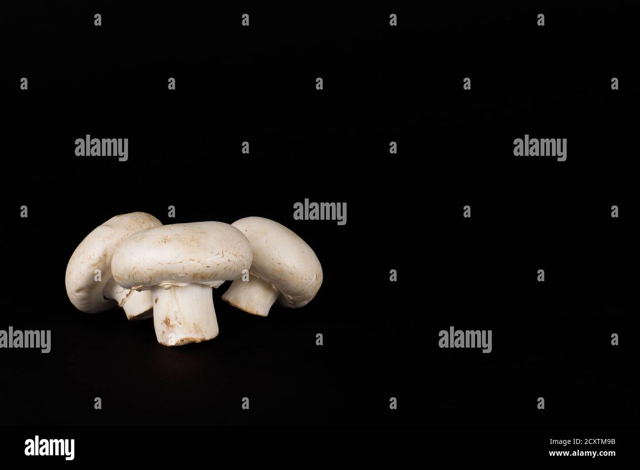 Drei weiße Pilze oder Champignonpilze (Agaricus bisporus) liegen auf schwarzem Hintergrund und zeigen ihre fleischigen Mützen und Stipes. Stockfoto
