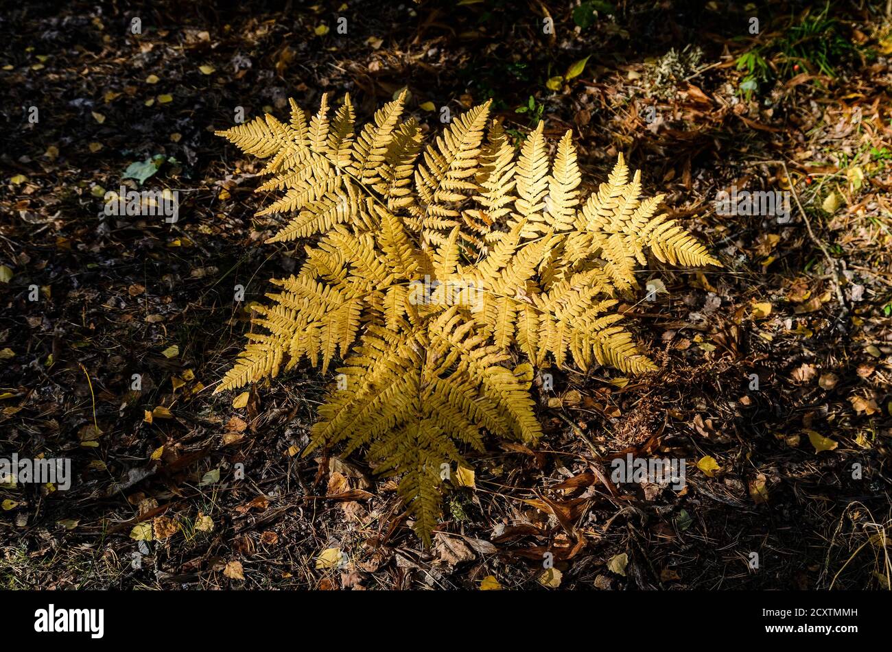 Wenn der Herbst kommt, verschwindet das Grün. Stockfoto