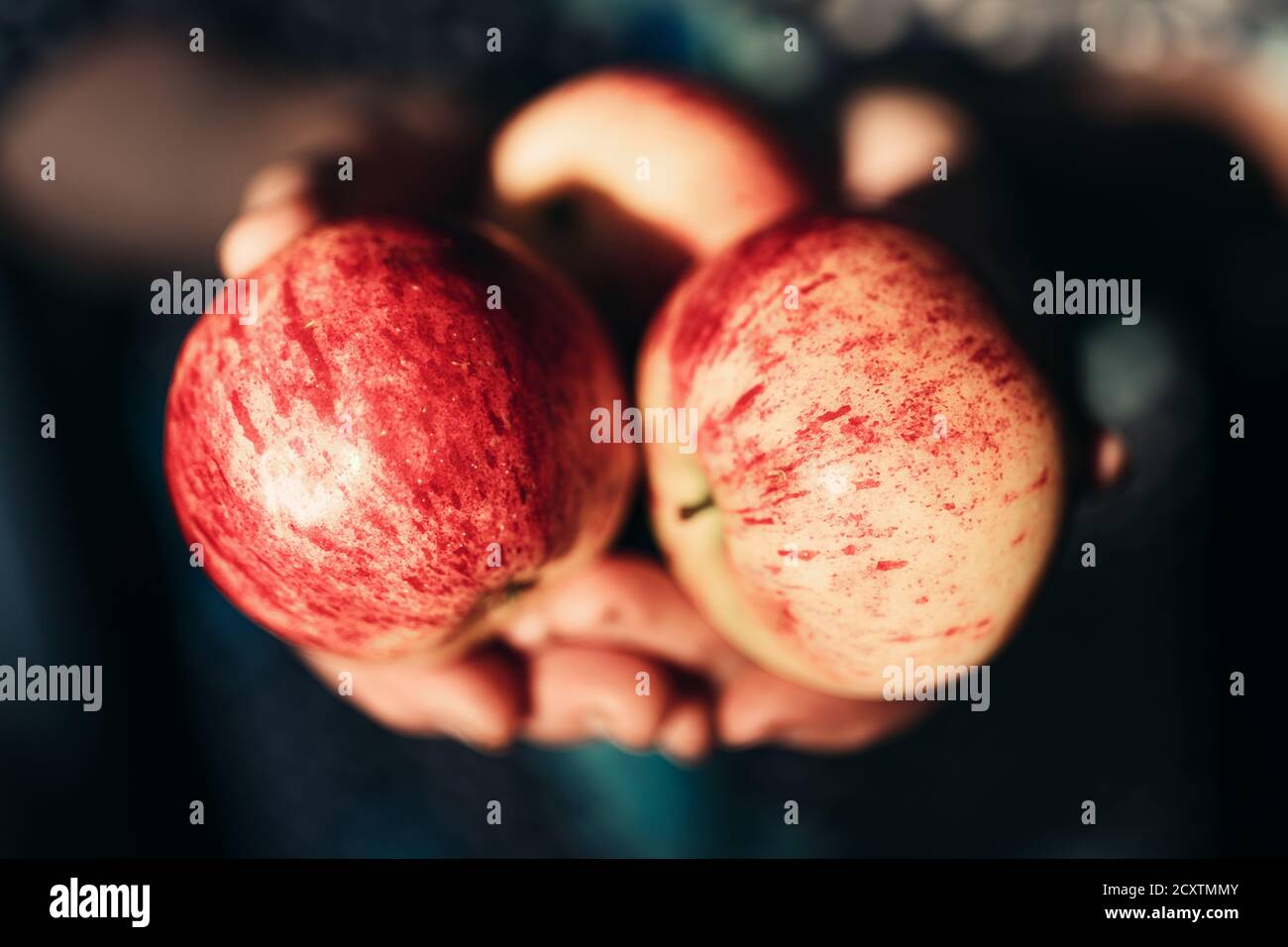 Eine ältere Frau hält rote, reife Äpfel in den Händen Stockfoto