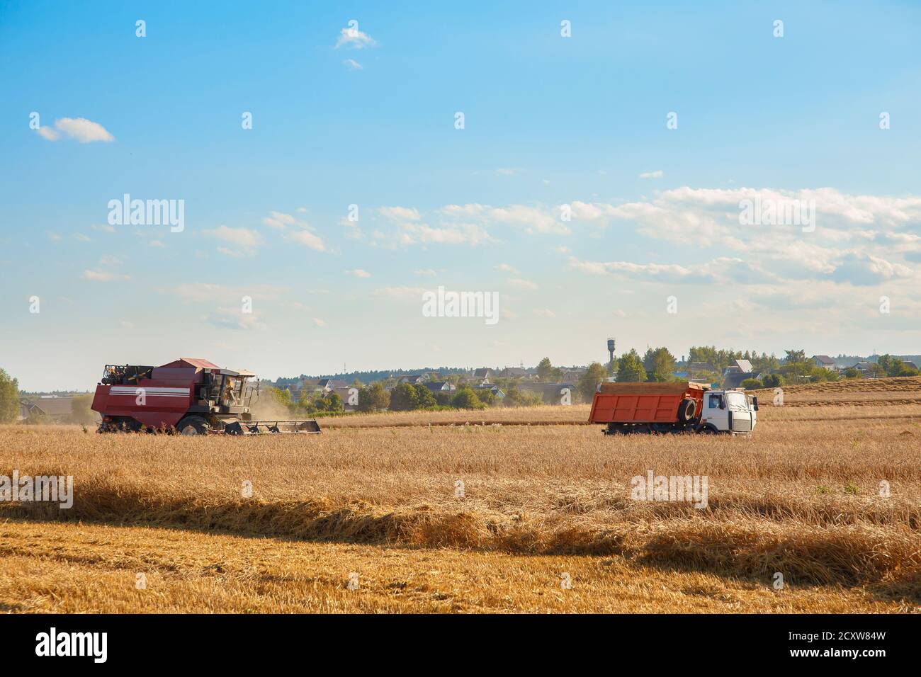 Mähdrescher entfernt Weizen auf dem Feld. Brotproduktion. Stockfoto