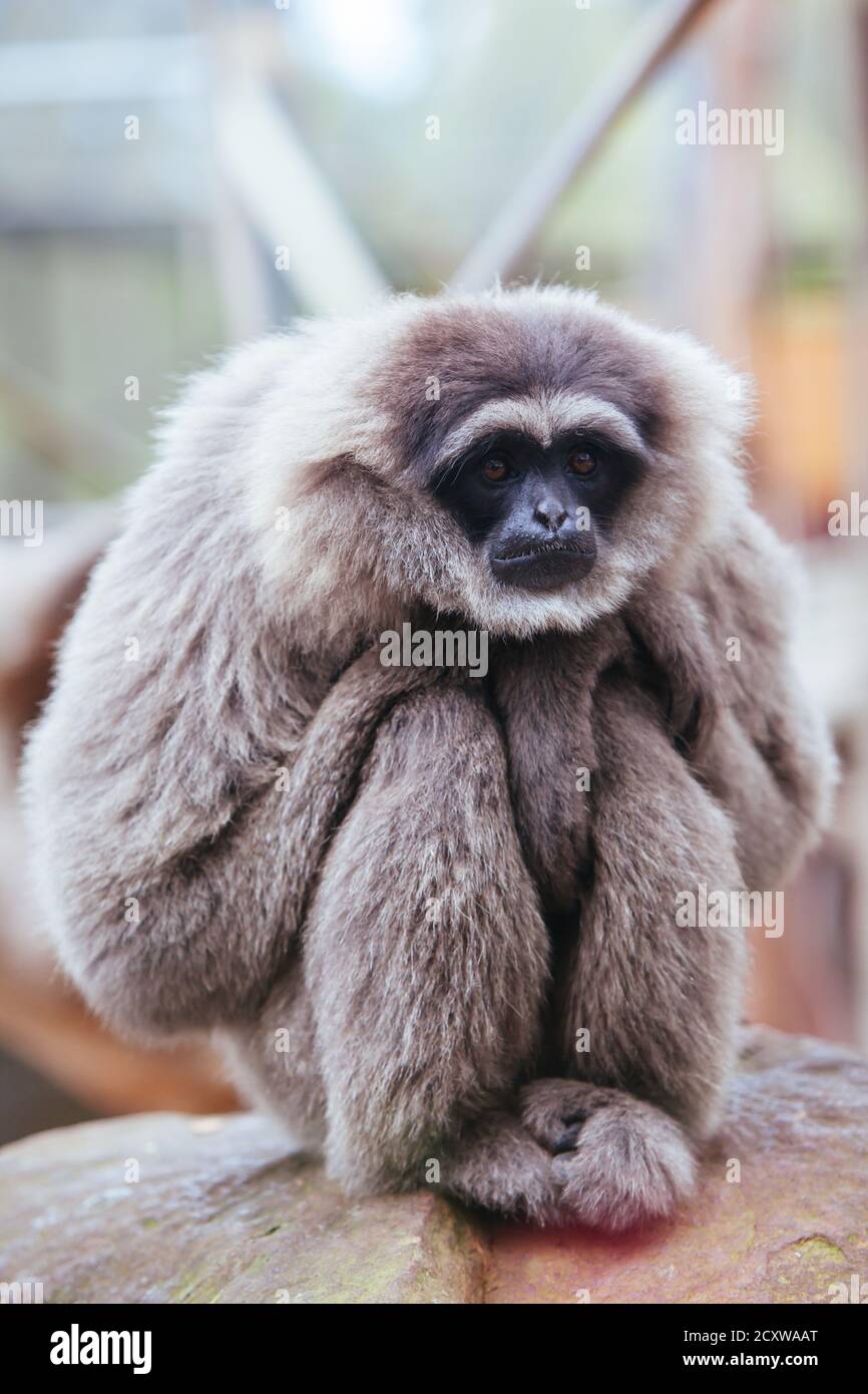 Ein silberner Gibbon in Australien Stockfoto