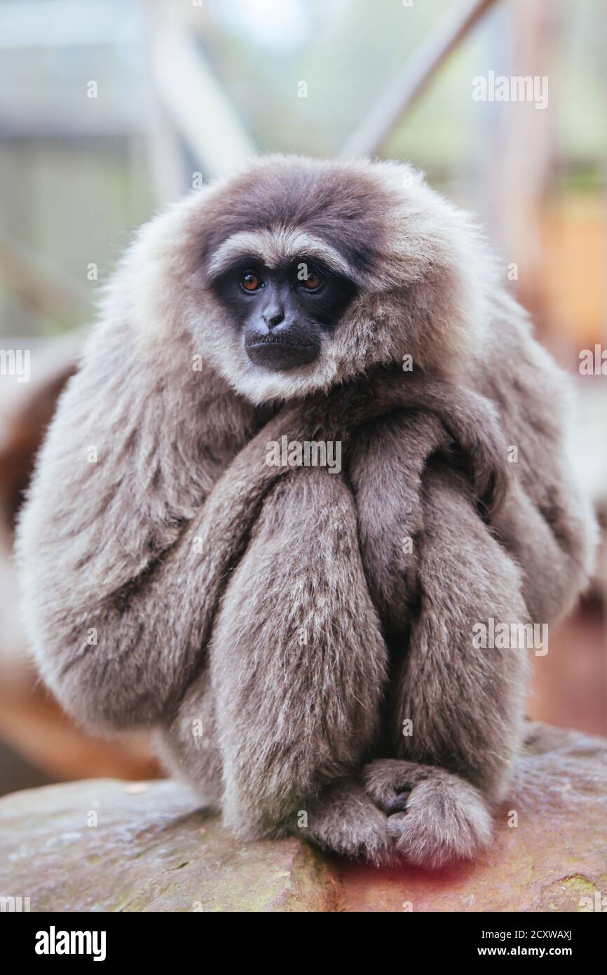 Ein silberner Gibbon in Australien Stockfoto