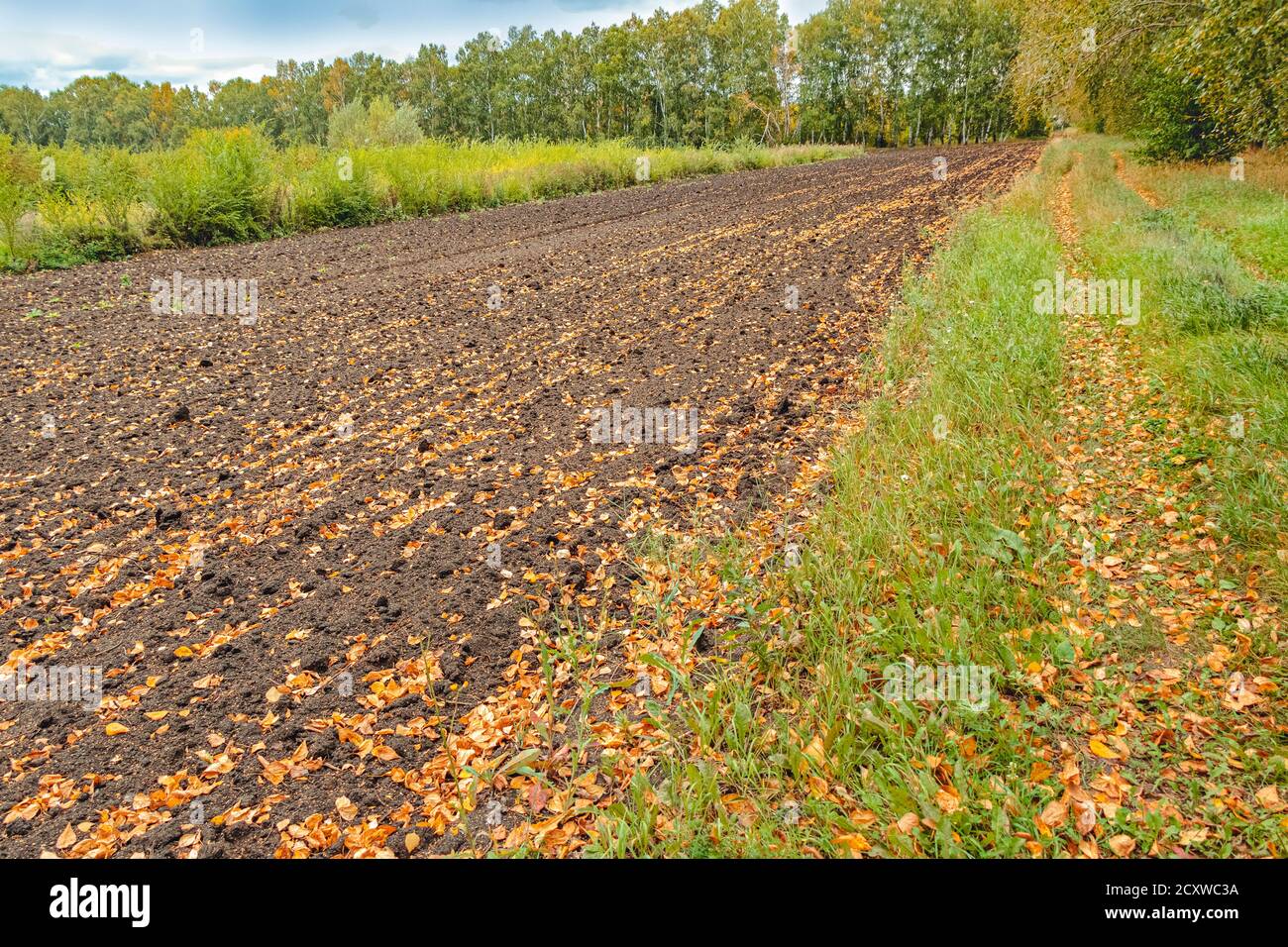 Leeres Feld nach der Ernte vor dem Hintergrund der Herbstbäume, gelbe Blätter Soft Focus Konzept Ernte Stockfoto