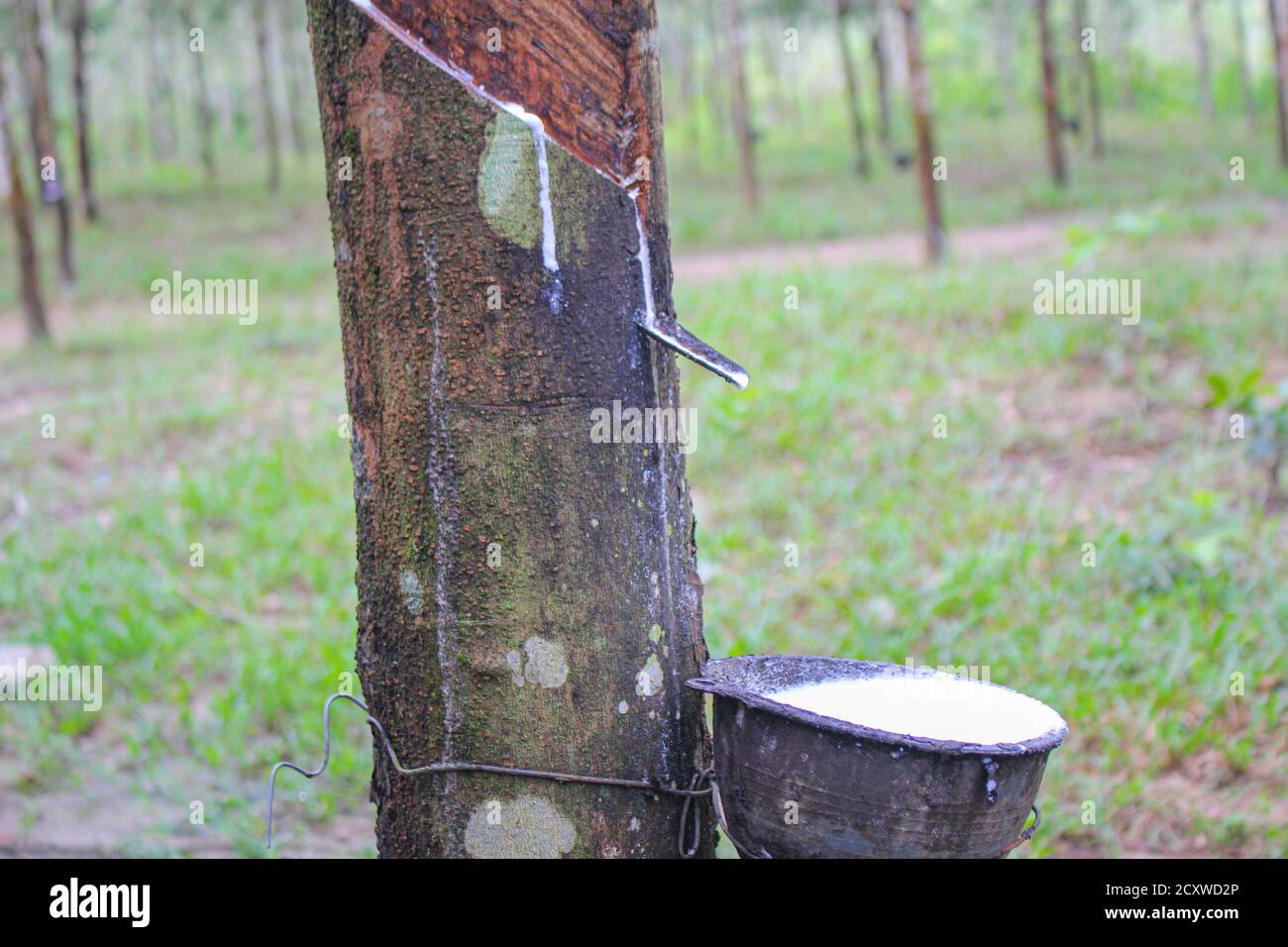 Vietnam Gummibaum, klopfen Latex Gummi, Latex aus Gummibaum Quelle extrahiert Natürlich in Vietnam asien Stockfoto