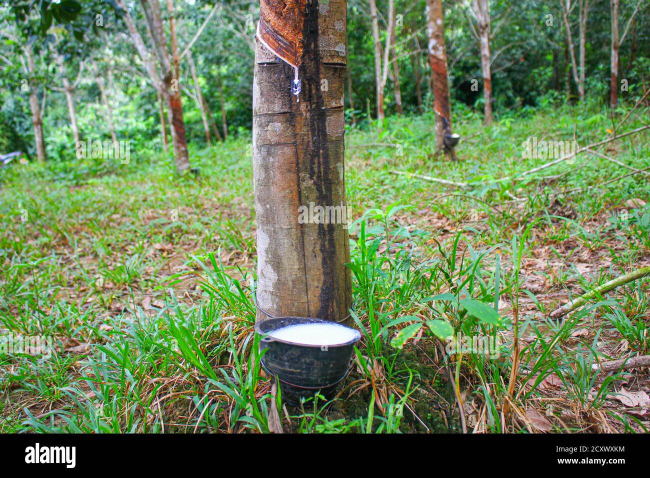 Vietnam Gummibaum, klopfen Latex Gummi, Latex aus Gummibaum Quelle extrahiert Natürlich in Vietnam asien Stockfoto