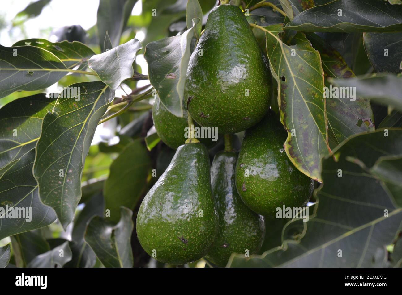 Ein Haufen Avocado-Früchte in einem Baum in Kathmandu, Nepal Stockfoto