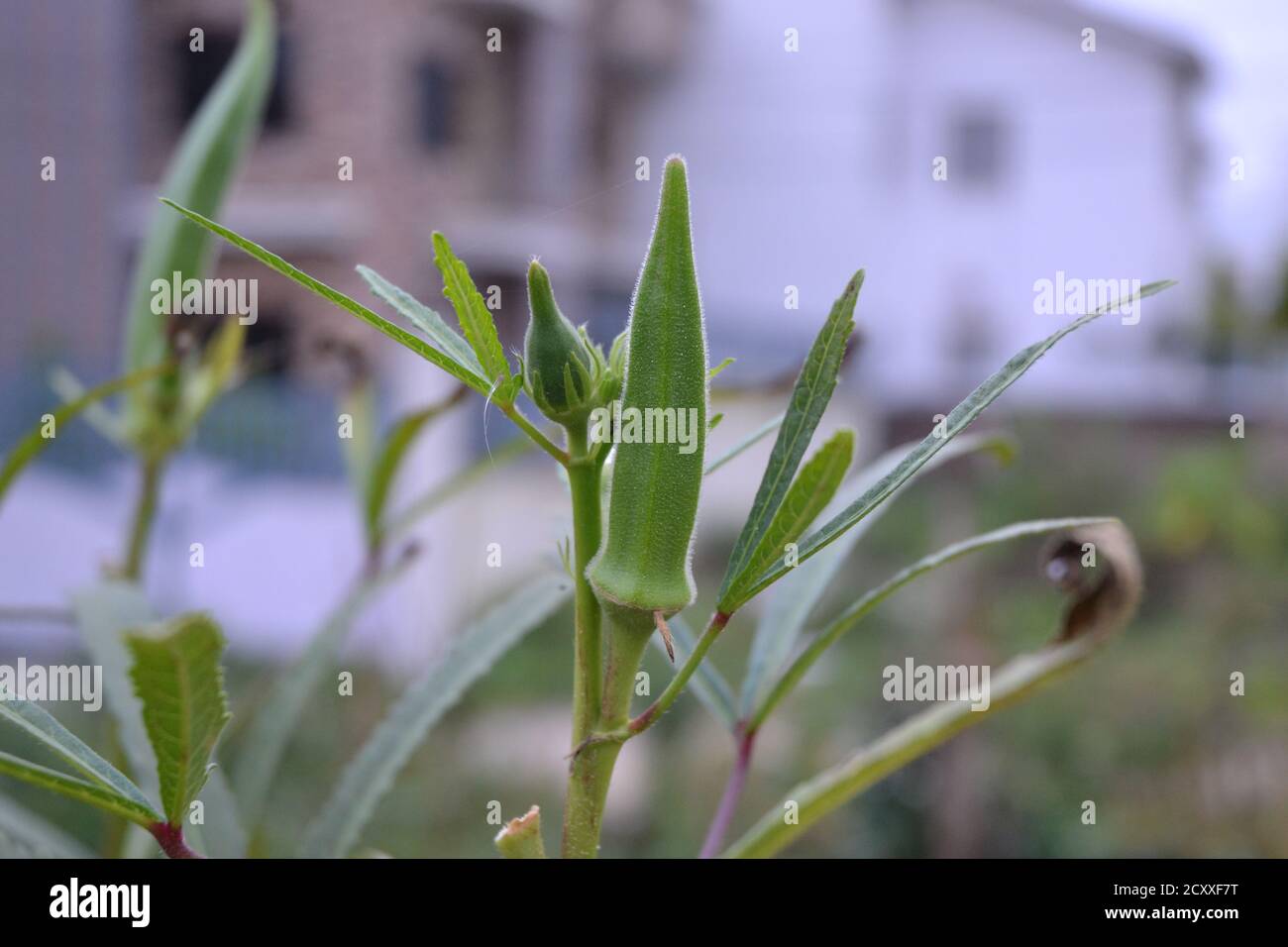 Grüne Okra Frucht in seiner Pflanze. Stockfoto