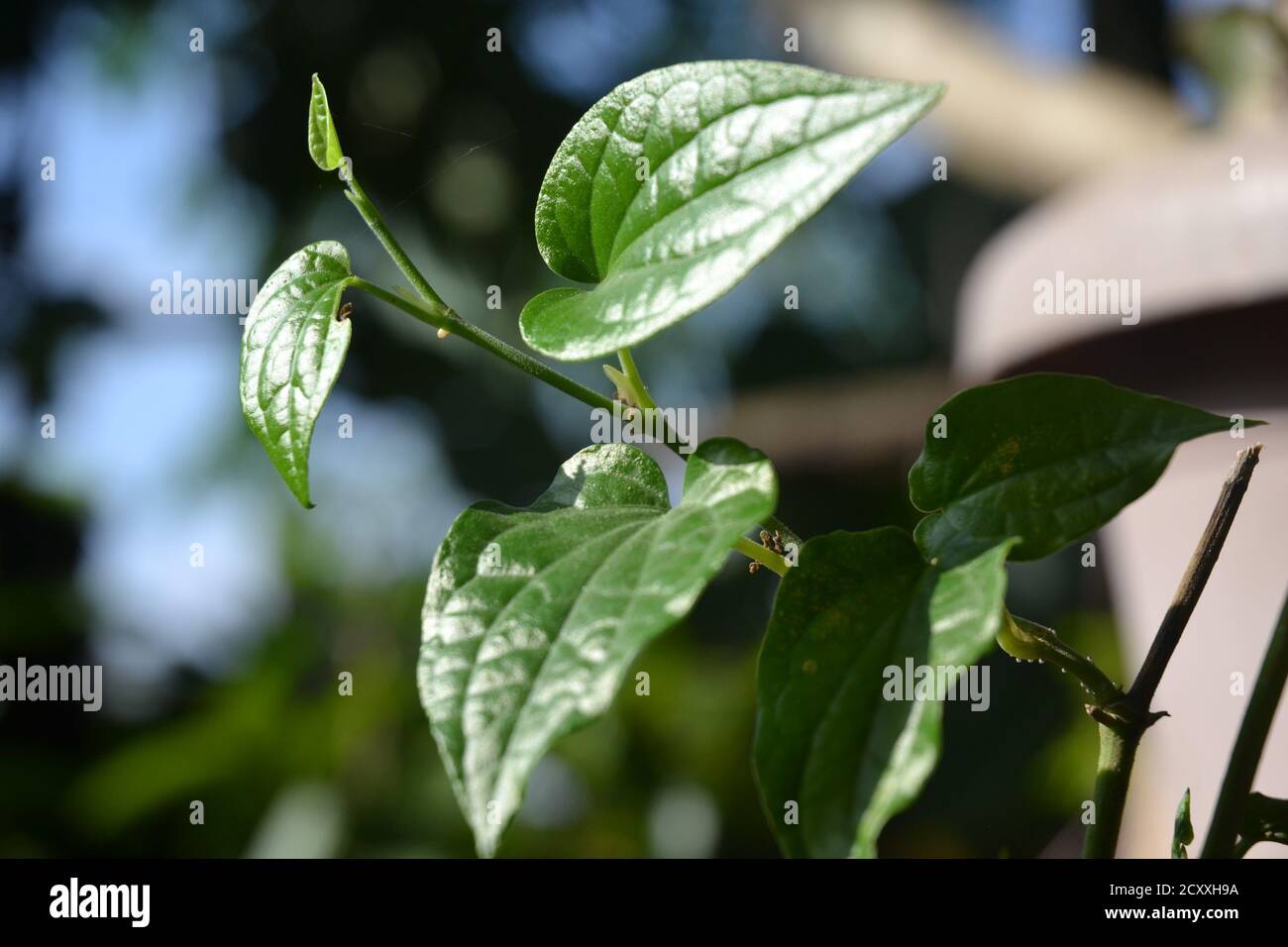 Eine grüne Betelpflanze mit hellen Blättern sieht schön aus. Betelblätter werden als Mundfrischer und pflanzliche Zwecke in südasiatischen Ländern verwendet. Stockfoto
