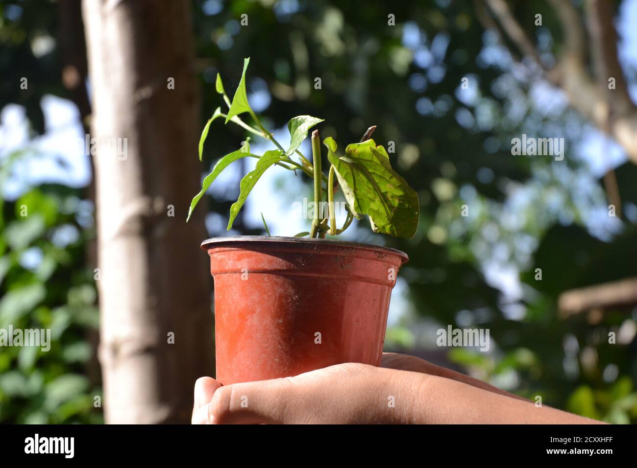 Eine grüne Betelpflanze mit hellen Blättern sieht schön aus. Betelblätter werden als Mundfrischer und pflanzliche Zwecke in südasiatischen Ländern verwendet. Stockfoto