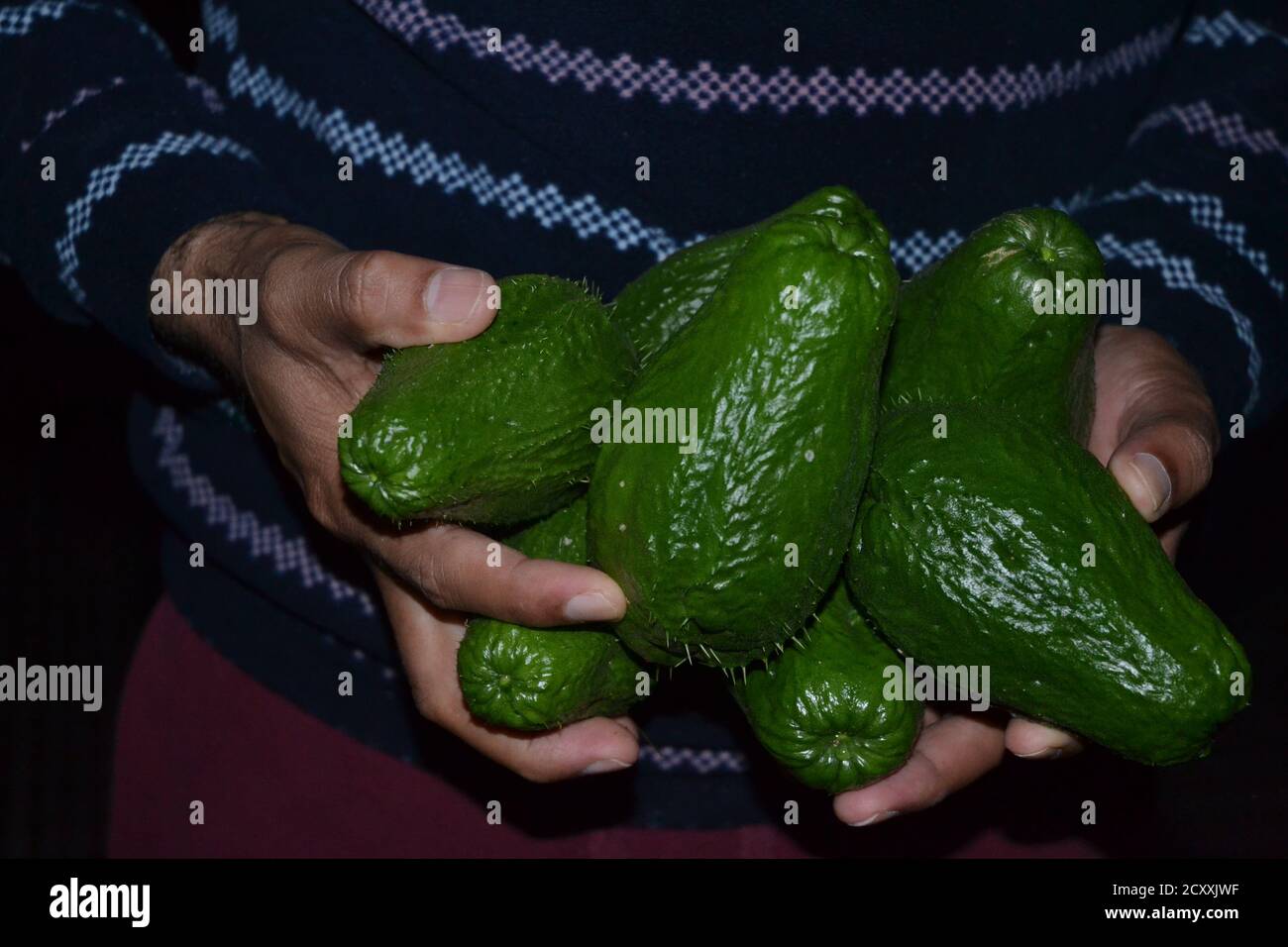 Frische dunkelgrüne Chayote-Früchte in menschlichen Händen. Stockfoto