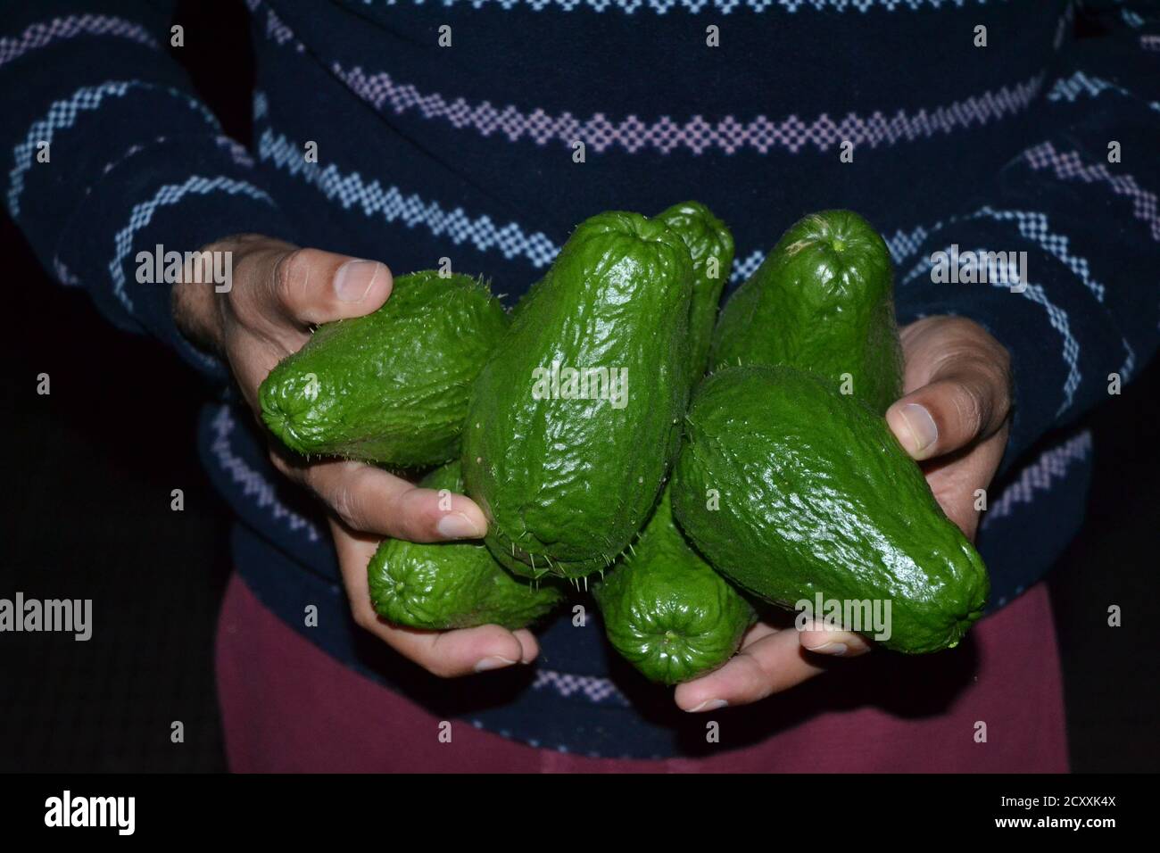 Frische grüne Chayote Früchte geerntet. Foto aufgenommen in Kathmandu Nepal. Stockfoto