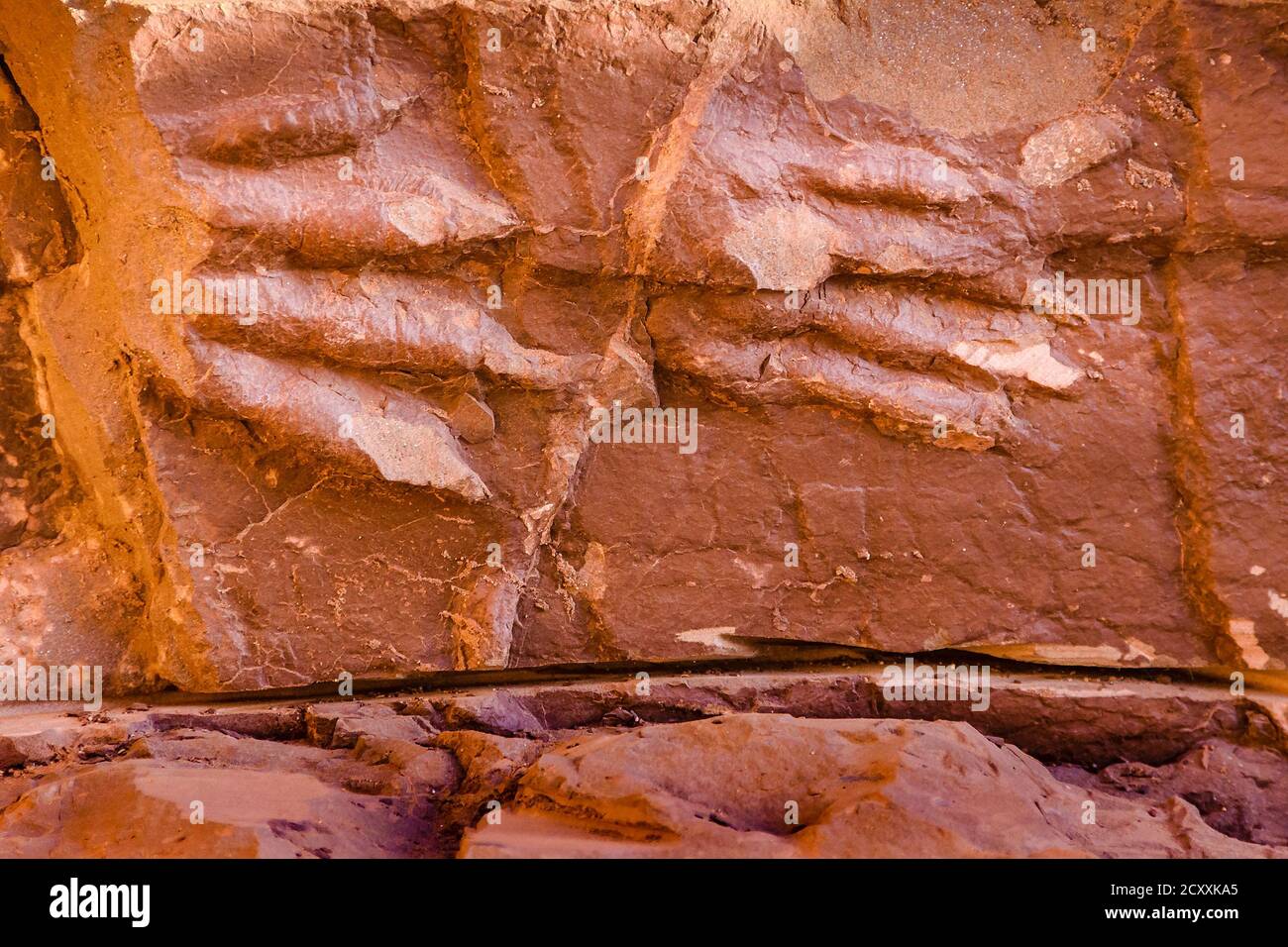 Prähistorische Fußabdrücke im Lagunenreservat brava, Provinz la rioja, argentinien Stockfoto