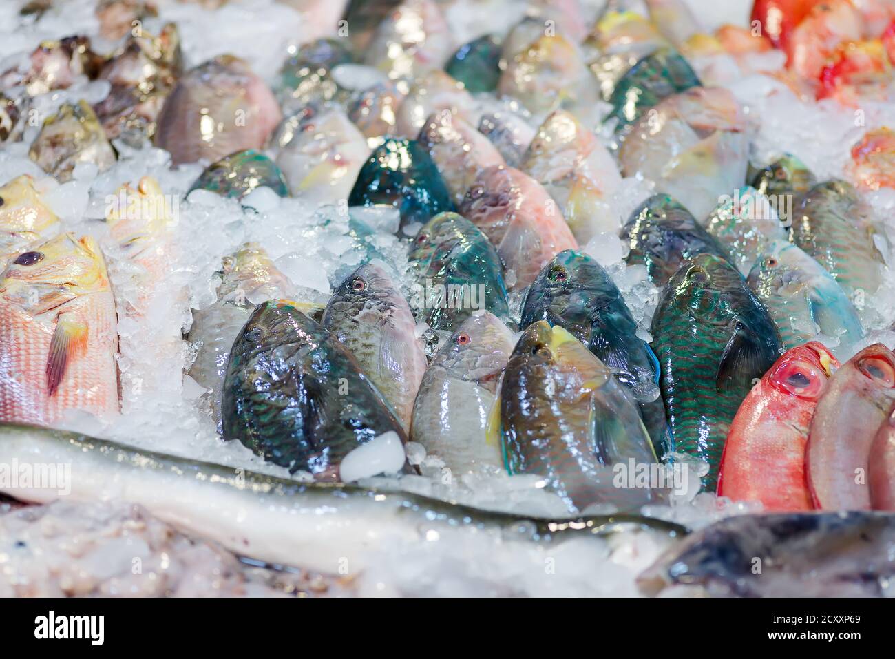 Natürlicher, frisch gefangener Fisch auf einer Eismarkttheke. Stockfoto