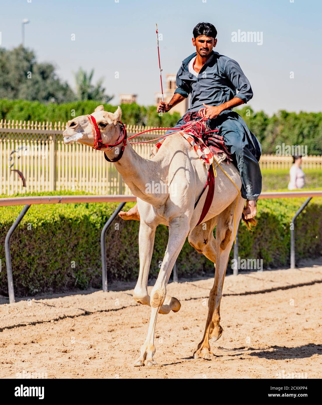 Dubai, VAE, Mar 21, 2018 - Man läuft Kamel während des Trainings für Rennen Stockfoto