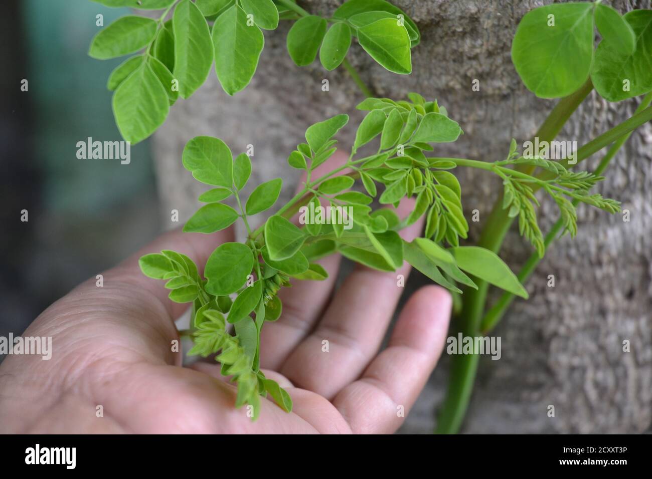 Moringa weiche Blätter. Grüne Moringa Blätter sind von hohem medizinischen Wert und die Drumsticks sind sehr leckeres Gemüse. Stockfoto