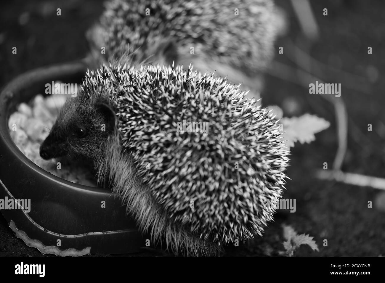 Zwei kleine Igel am Katzentrog beim gemeinsamen Fressen Stockfoto