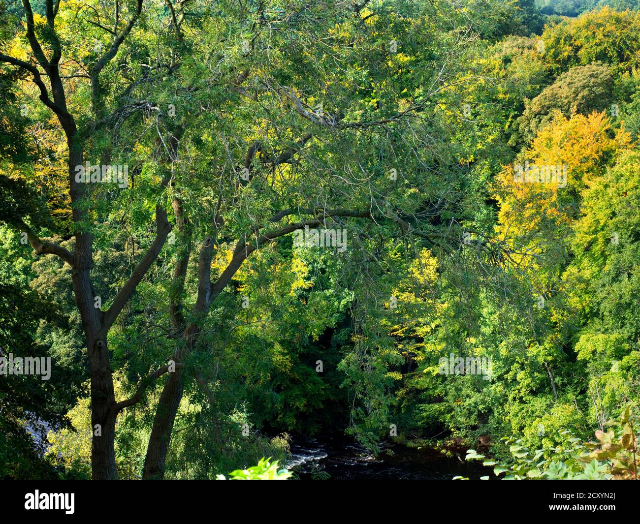 Die ersten Tönungen von Herbstfarben erscheinen in Bäumen Die Nidd Gorge in Knaresborough North Yorkshire England Stockfoto