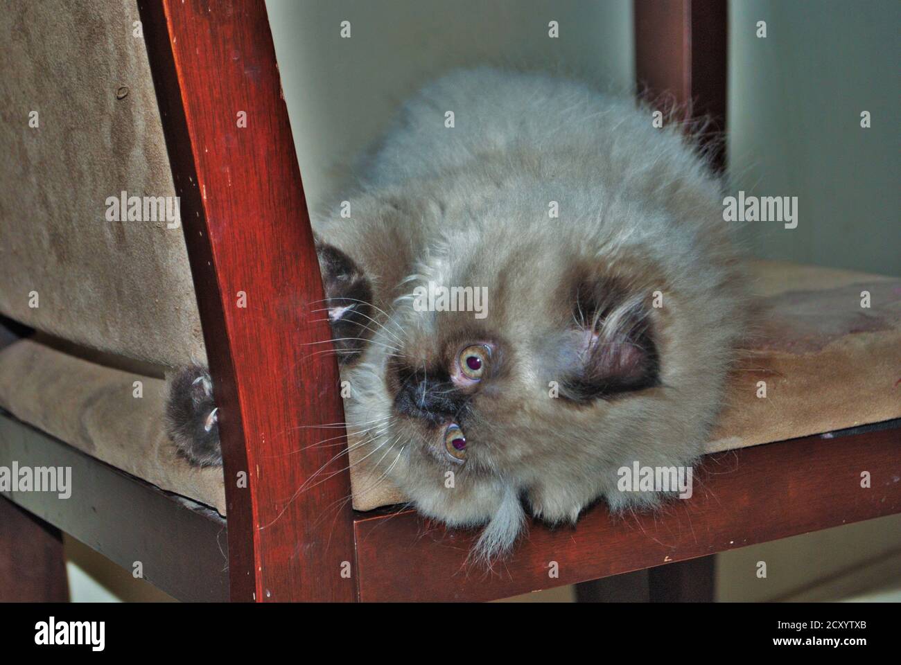 Itty bitty Himalayan Kätzchen spielen auf einem Stuhl Stockfoto