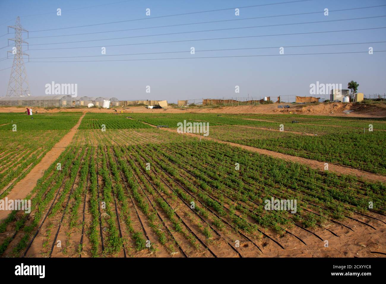 Desert Farm Kontrast zu grünen Pflanzen und blauen Himmel im Wüstensand in den Vereinigten Arabischen Emiraten (VAE). Kamelfutter wächst. Stockfoto
