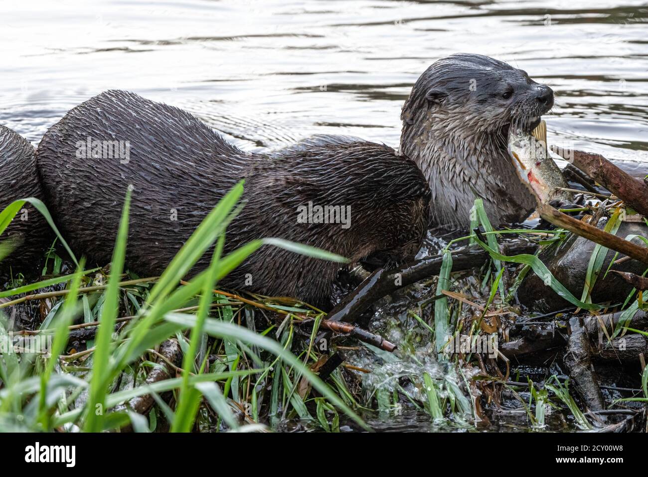 Nordamerikanischer Fischotter (Lontra Canadensis) Stockfoto