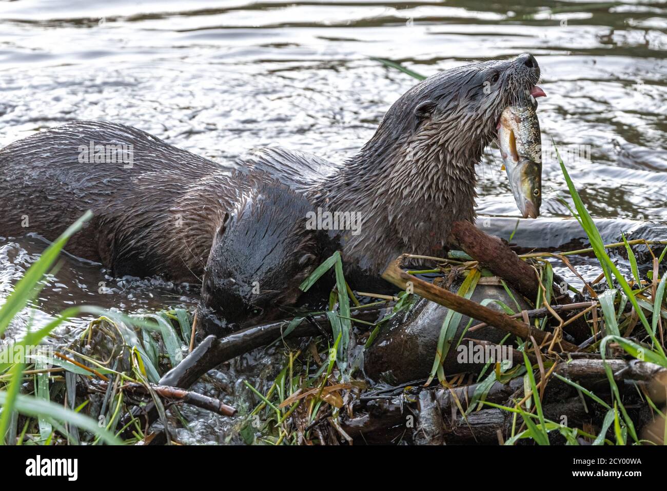 Nordamerikanischer Fischotter (Lontra Canadensis) Stockfoto