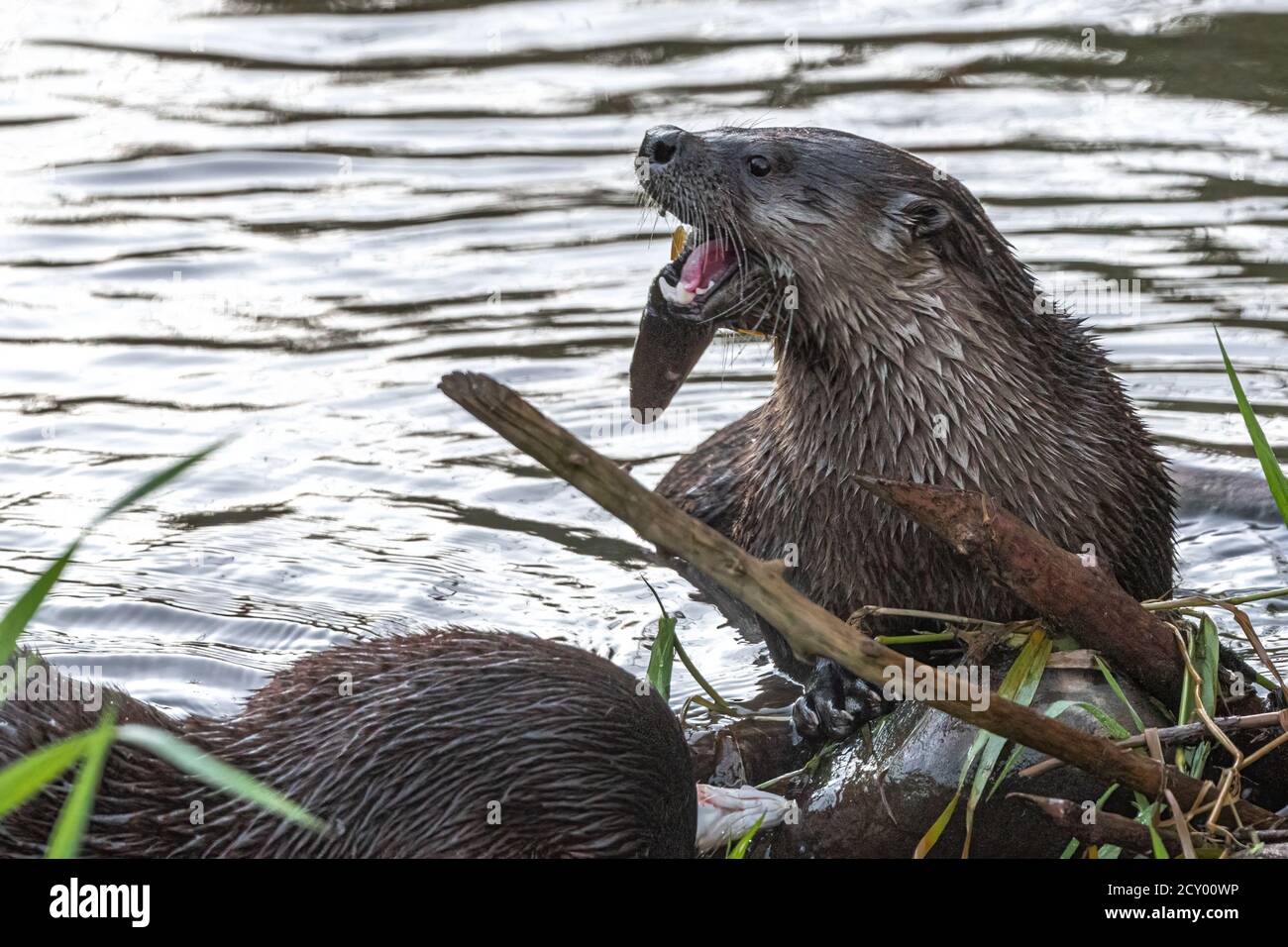 Nordamerikanischer Fischotter (Lontra Canadensis) Stockfoto