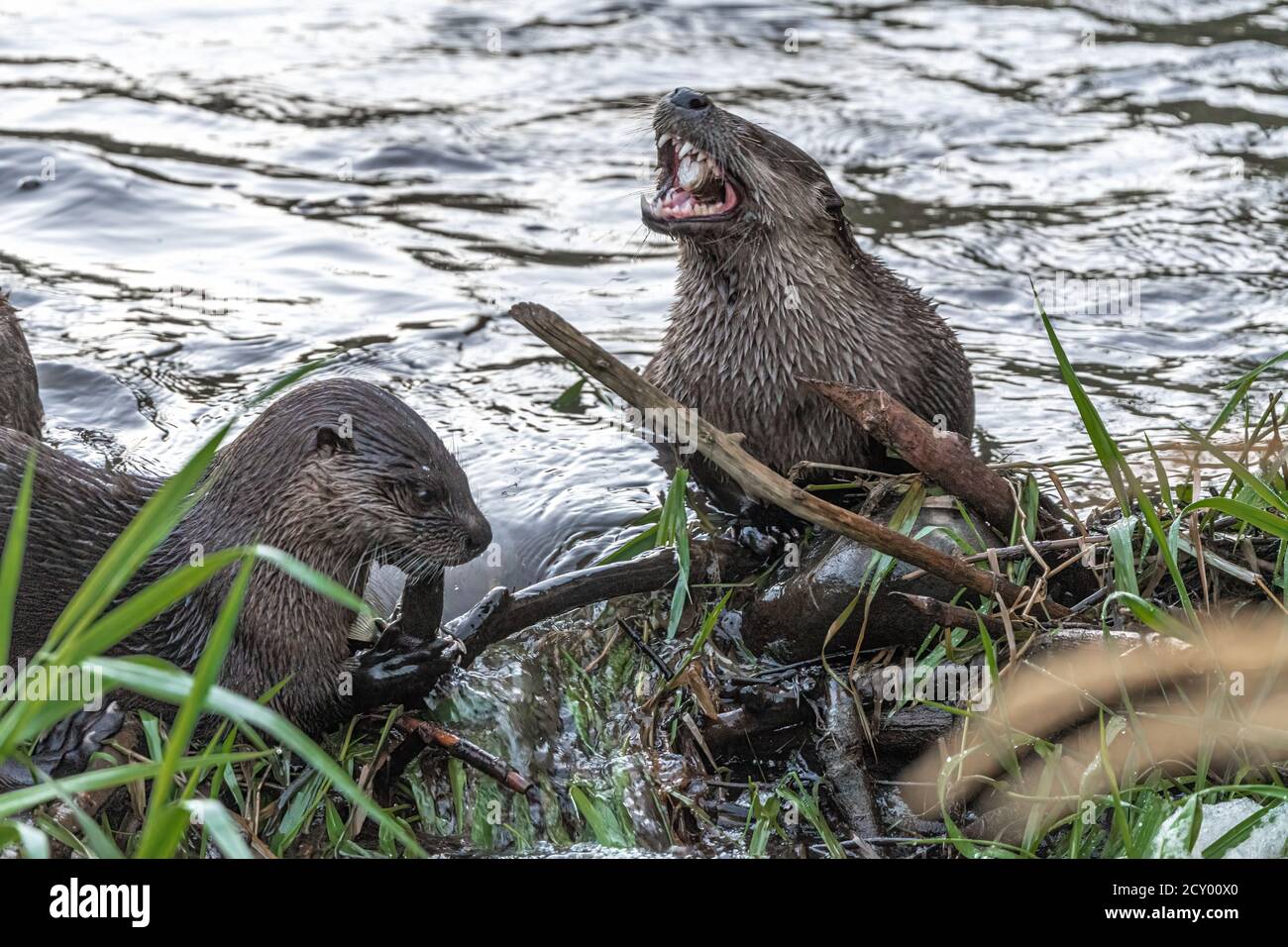 Nordamerikanischer Fischotter (Lontra Canadensis) Stockfoto