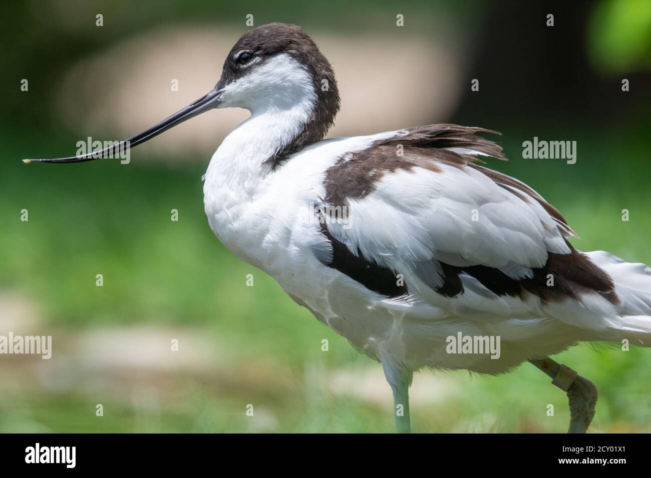 A pied avocet close up (Recurvirostra avosetta) Ein großer schwarz-weißer Watvogel in der Avocet und Stelzenfamilie Stockfoto