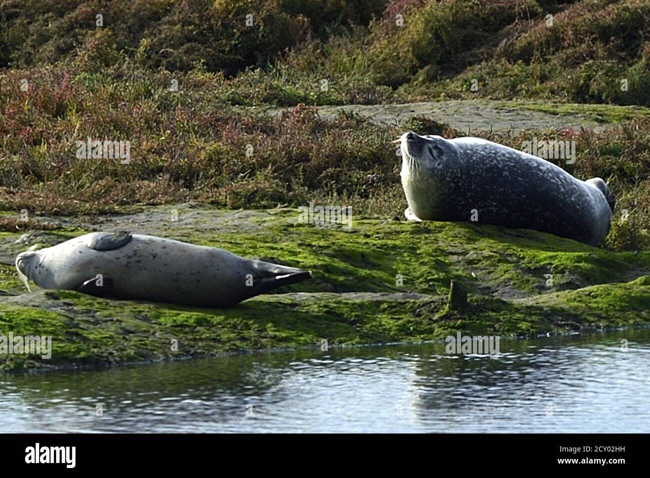 HARTLEPOOL, ENGLAND. 1. OKTOBER 2020 Robben genießen die Herbstsonne in Greatham Creek, Hartlepool, ohne dass die Stadt heute von der britischen Regierung als Reaktion auf einen exponentiellen Anstieg der COVID-19-Fälle in eine lokale Sperre versetzt wurde. (Kredit: Tom Collins - MI News) Kredit: MI Nachrichten & Sport /Alamy Live Nachrichten Stockfoto