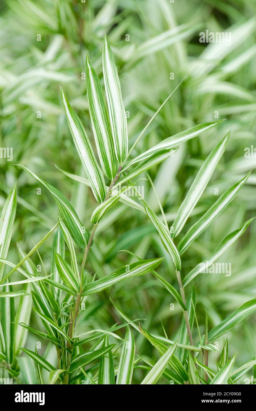 Pleioblastus variegatus 'Tsuboii'. Zwergbambus mit weißen Streifen 'Tsuboii'. Pleioblastus argenteostriatus 'Tsuboi'. Phyllostachys shibuyanus 'Tsubo' Stockfoto