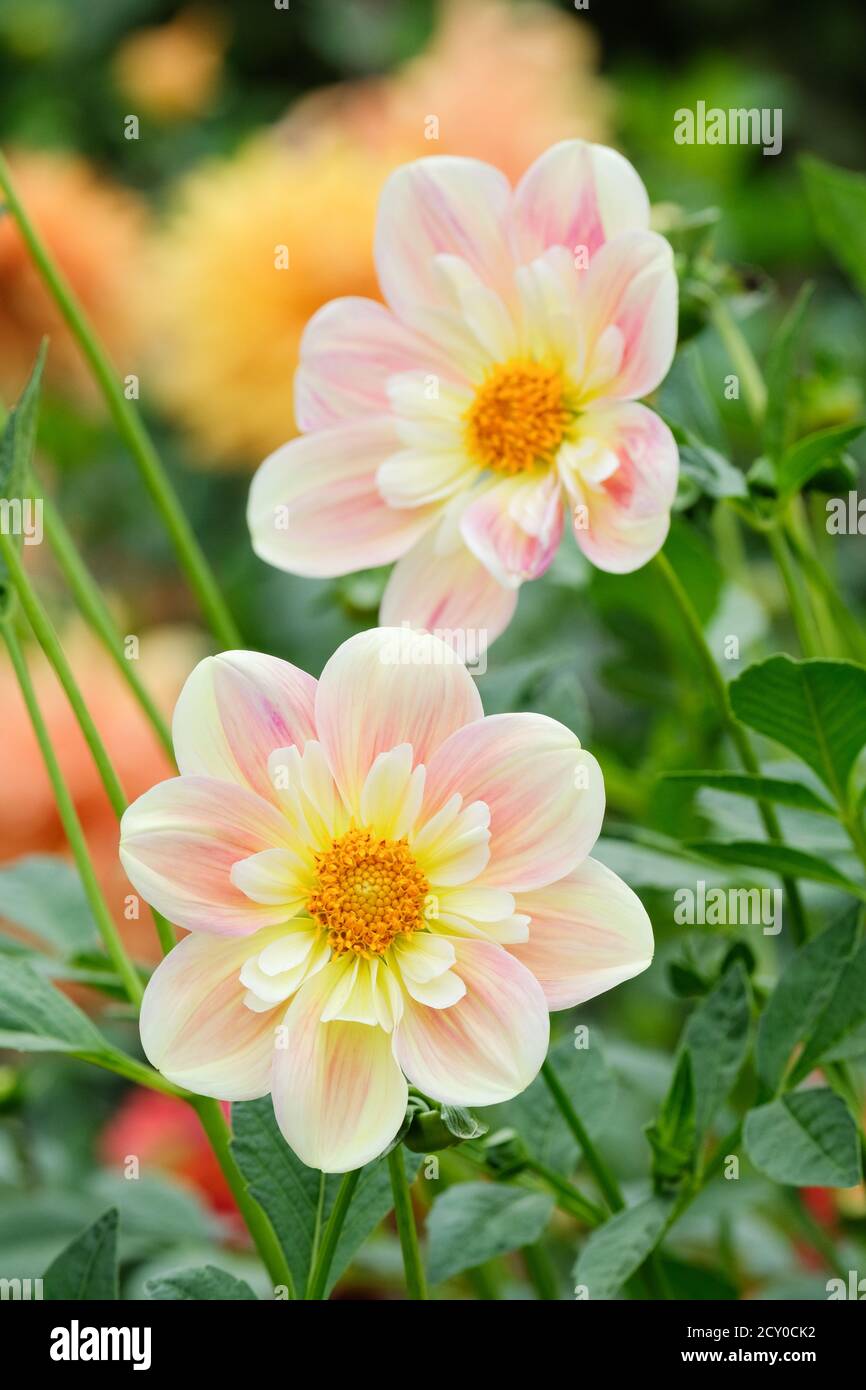 Collarette Dahlia 'April Heather'. Zwei Blumen wachsen in einer Grenze. Stockfoto