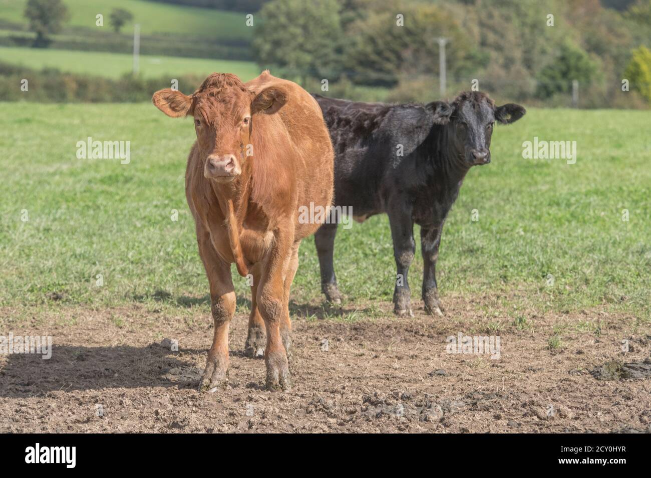 Junger Stier schaut auf die Kamera. Für die britische Viehzucht, britisches Rindfleisch, britisches Vieh, landwirtschaftliche Industrie, Tierporträt, zwei Kühe, Kuhportrait. Stockfoto